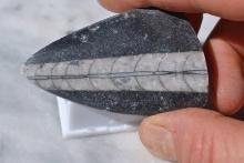 187.80 Carat Massive Orthoceras Cabochon