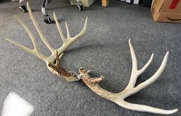 Antlers (158'')