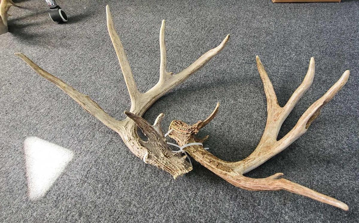 Antlers (167'')