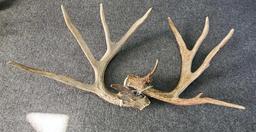 Antlers (167'')