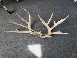 Antlers (144 in)