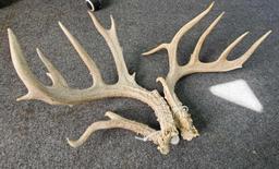 Antlers (188'')