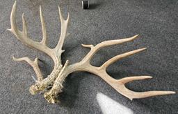 Antlers (188'')