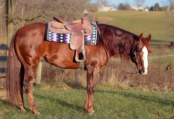 Magnificent 2015 AQHA Gelding