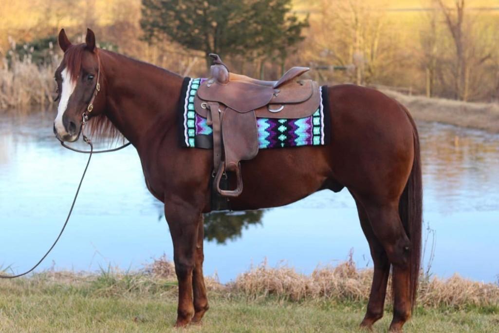 Magnificent 2015 AQHA Gelding