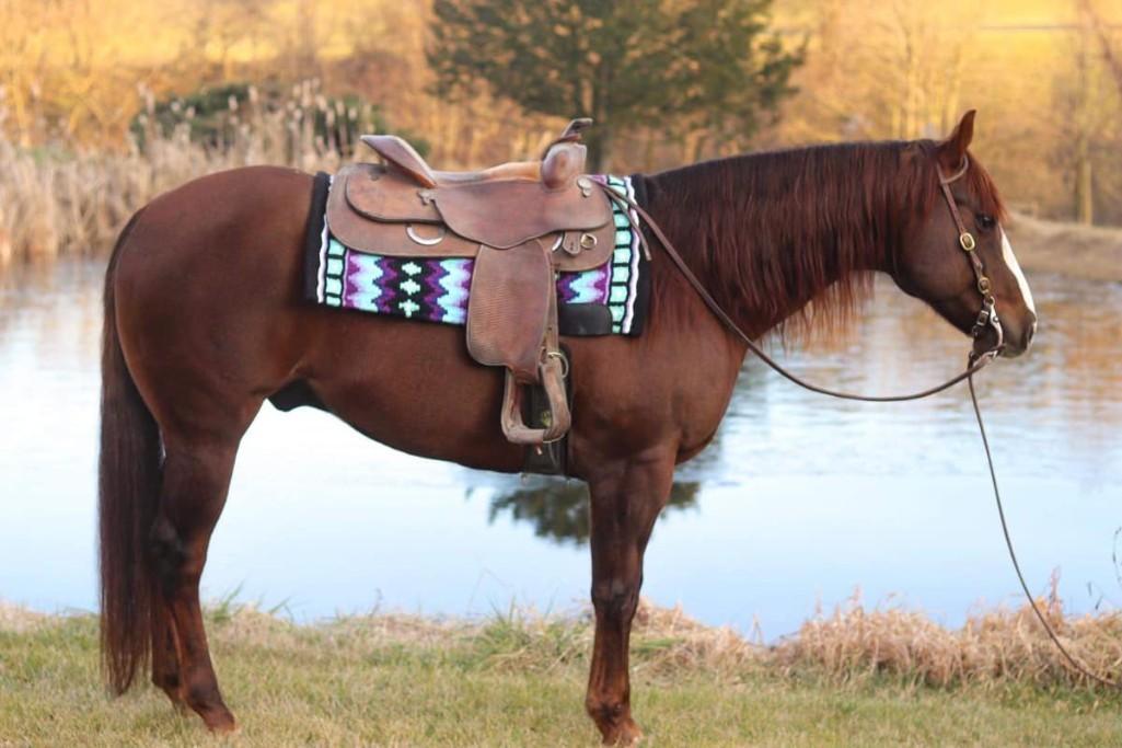 Magnificent 2015 AQHA Gelding