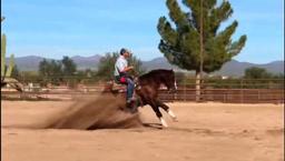 Magnificent 2015 AQHA Gelding