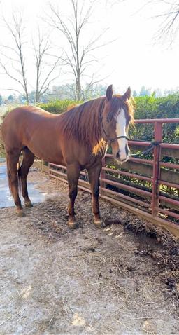 Magnificent 2015 AQHA Gelding