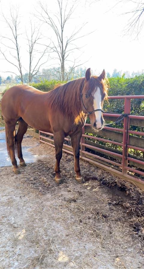 Magnificent 2015 AQHA Gelding