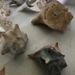 Lot of Beautiful Conch Shells