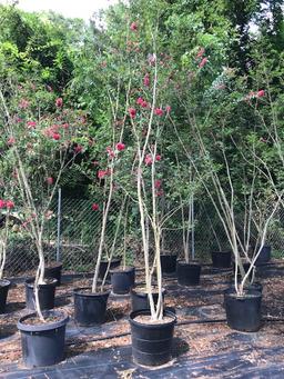 One - 15 Gallon "Miami Hot Pink" Crape Myrtle Tree