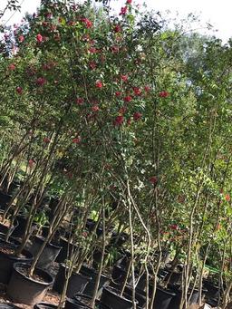 Lot of Five - 15 Gallon "Dynamite Red" Crape Myrtle Trees