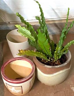 Plant in Pottery Planter & Misc Planters