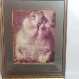 Lot of 2 Framed Squirrel Prints