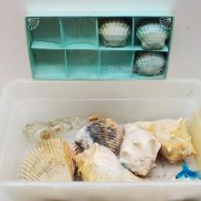 Lot of Seashells and Soap