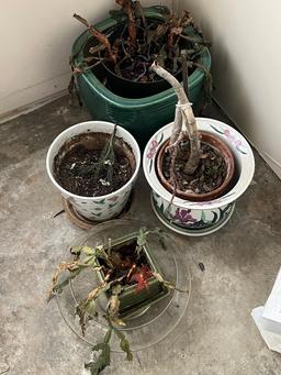 Corner Lot of Various Live Plants