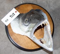 Barracuda Head