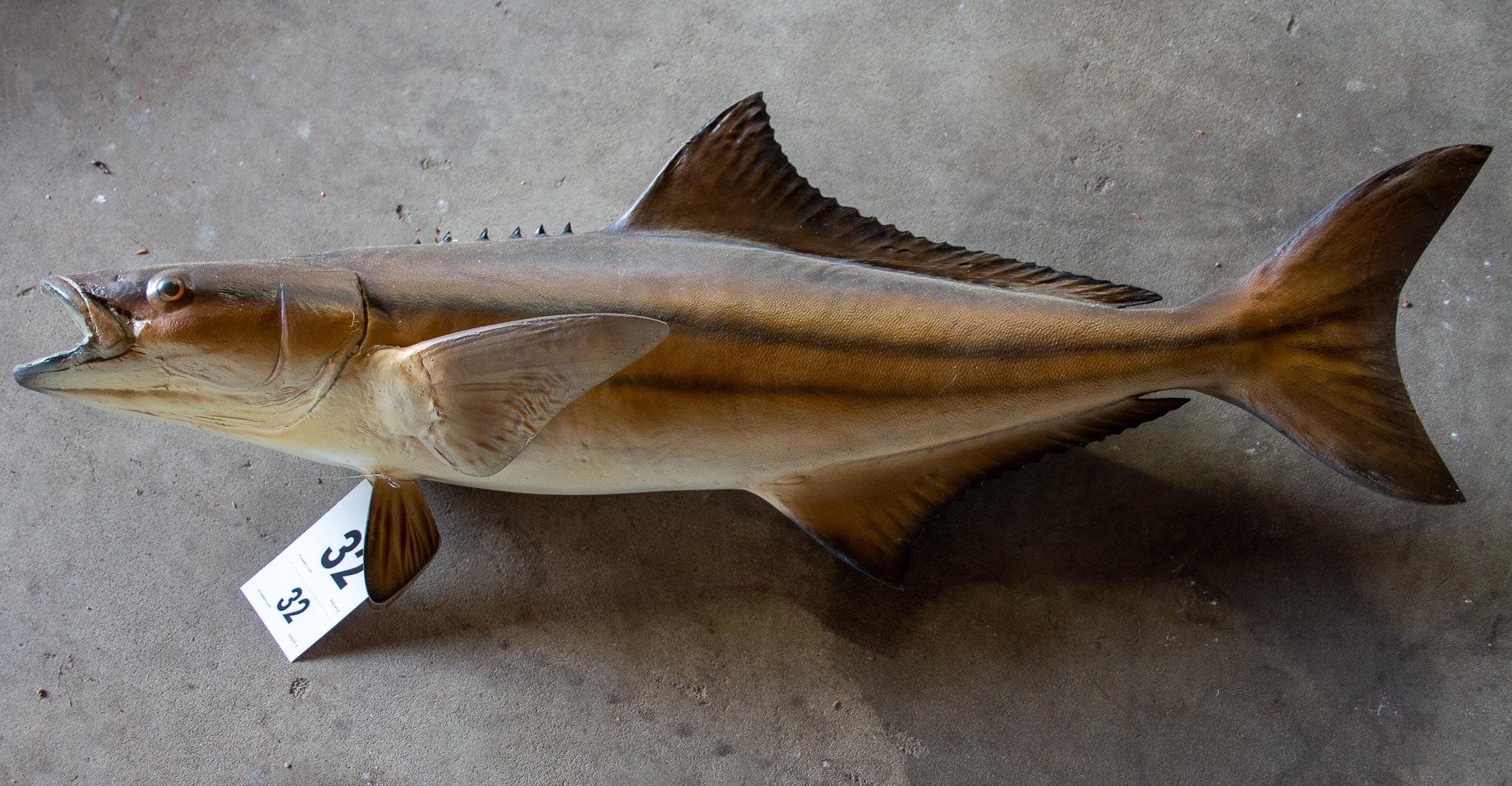 Cobia Mount