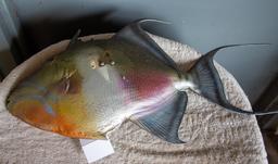 Queen Triggerfish Mount