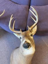 Deer Mount