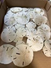 flat of sand dollars