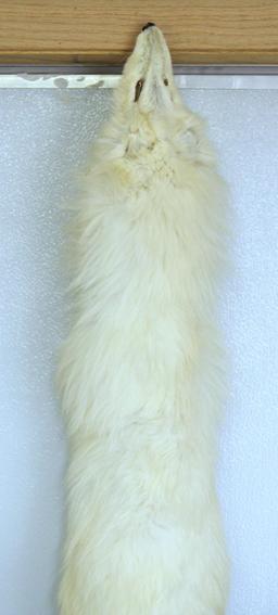 Taxidermy Tanned Arctic Fox Fur 41" Nose to Tail