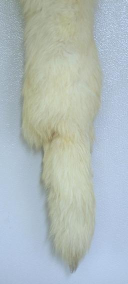 Taxidermy Tanned Arctic Fox Fur 41" Nose to Tail