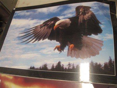 Bald eagle Posters