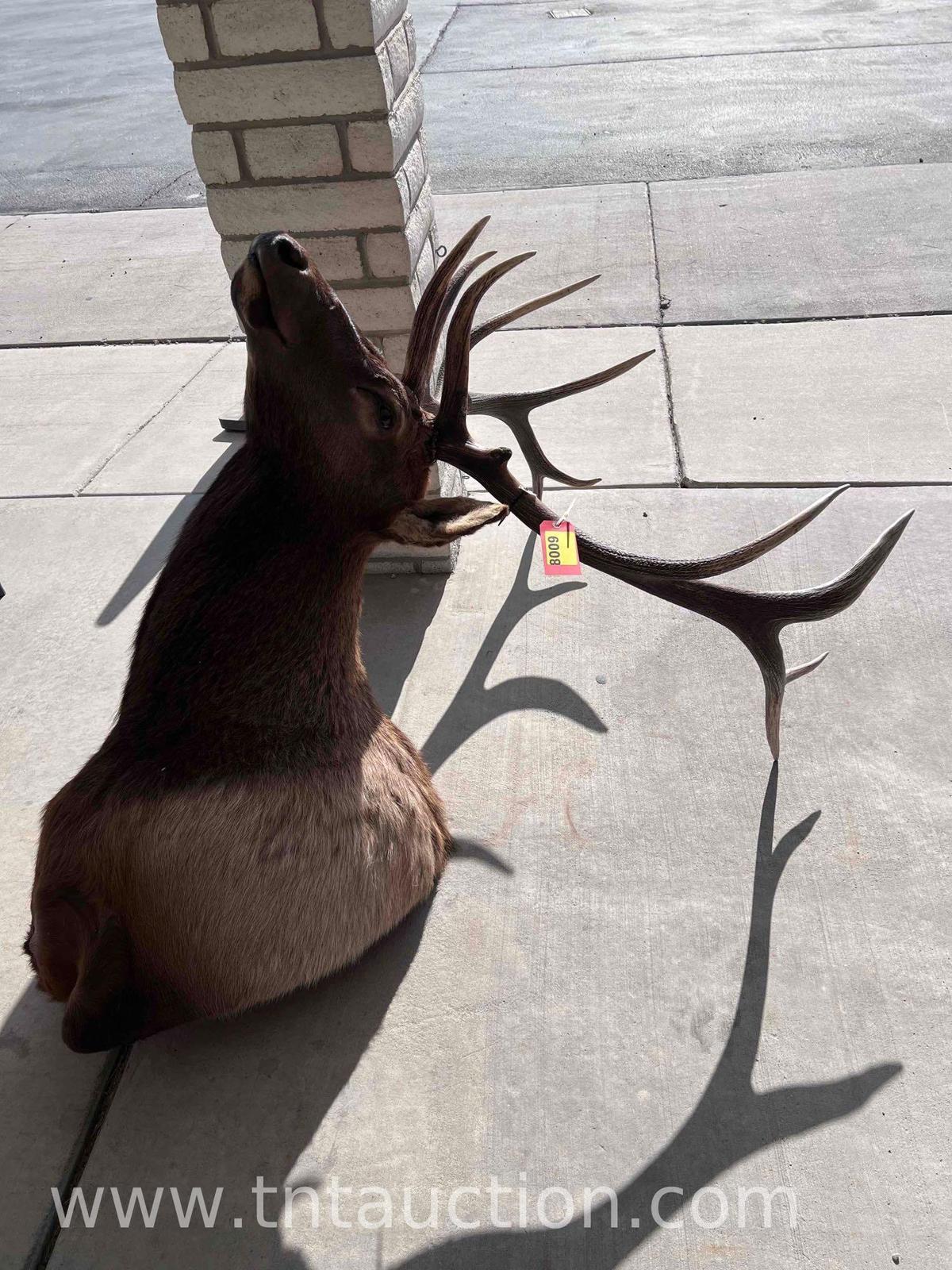 ELK MOUNT