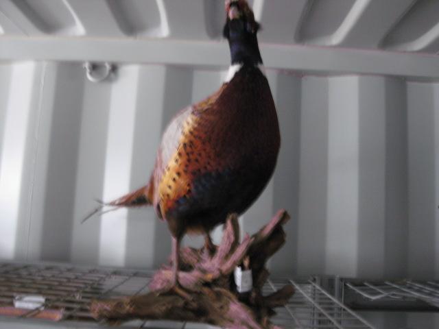 Mounted Pheasant