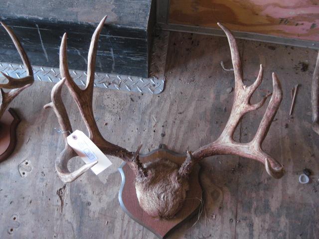 Euro Mount Horns 7x7