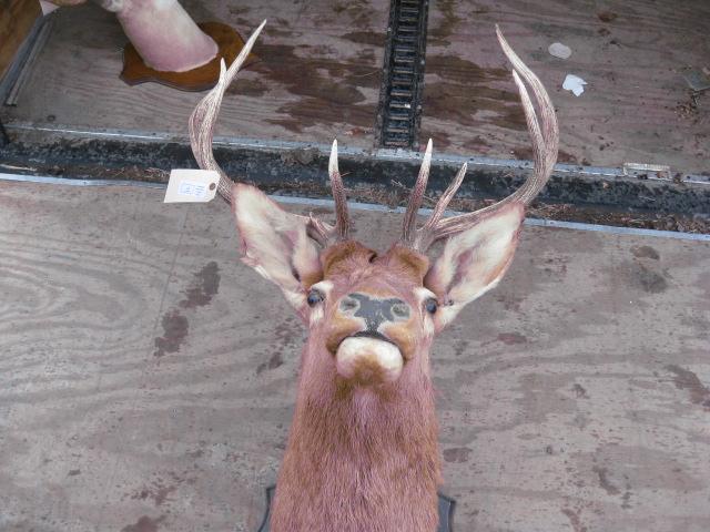 Elk 5x5 mount