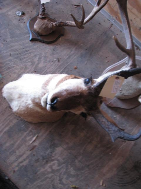 Pronghorn Mount