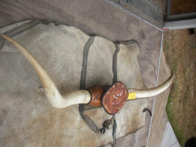 Leather Tooled Mounted Longhorn Steer Horns 68-3/4"