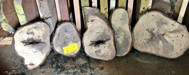 (5) Spalted Pecan Rounds 8-14 x 1-1/2 - 2 Thick