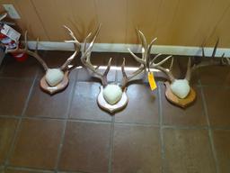 3 Wt Mounted Horns