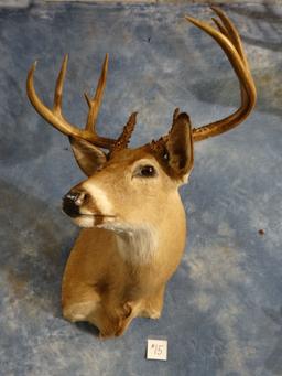 10 point Whitetail Deer Shoulder Mount Taxidermy