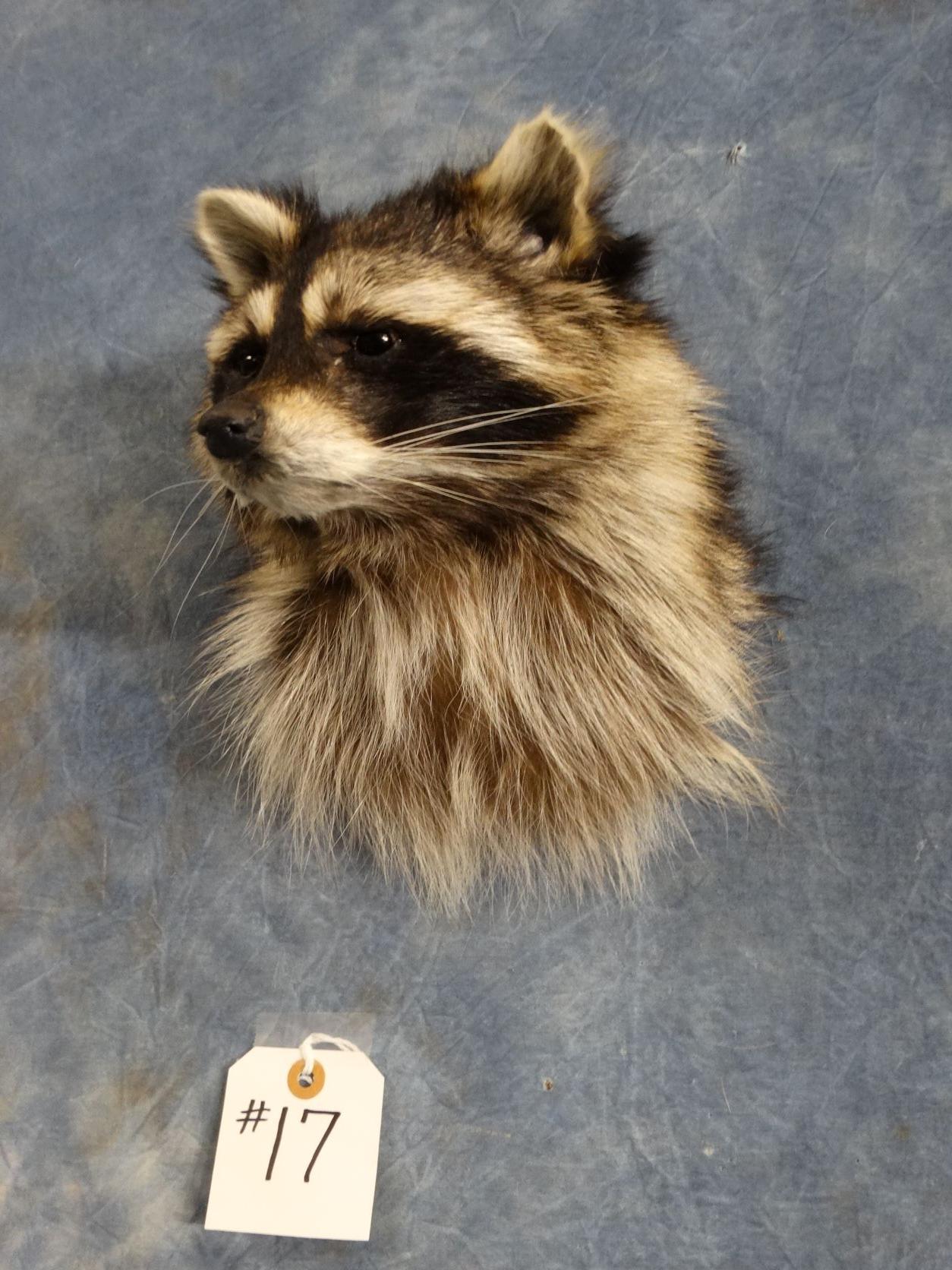 Raccoon Shoulder Mount Taxidermy