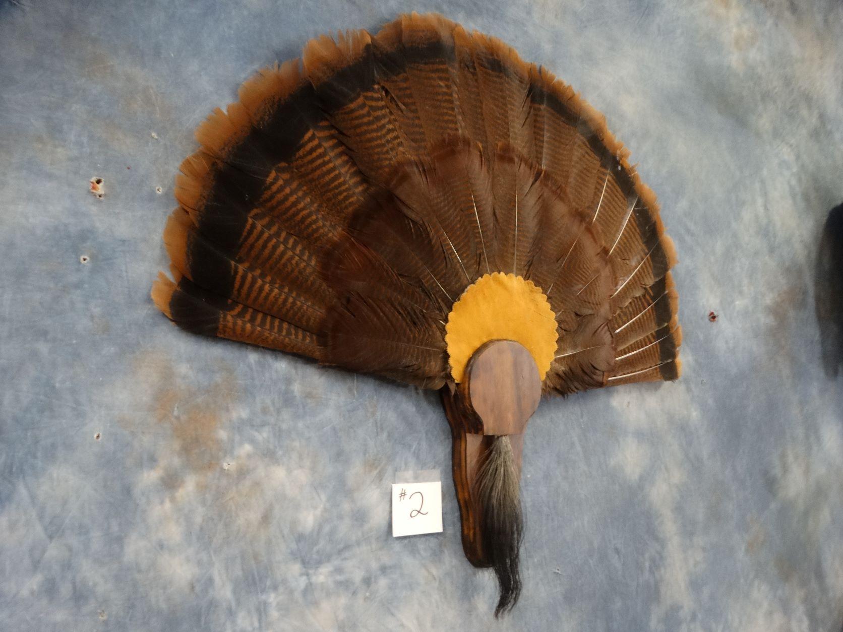 Wild Turkey Tail & Beard Mount on Panel Taxidermy