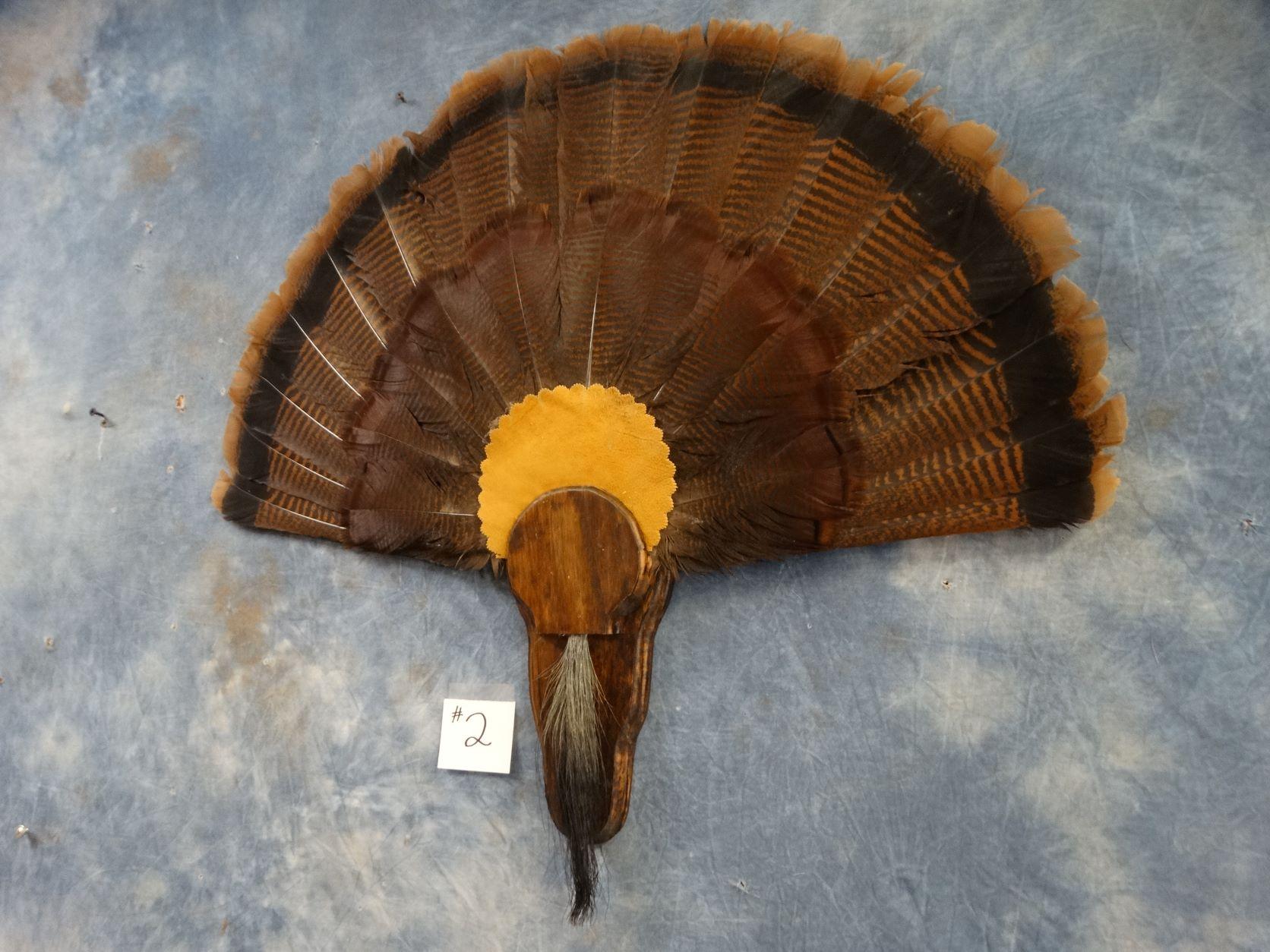 Wild Turkey Tail & Beard Mount on Panel Taxidermy