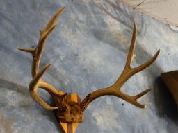 Large Mule Deer Rack on Plaque Taxidermy Antlers