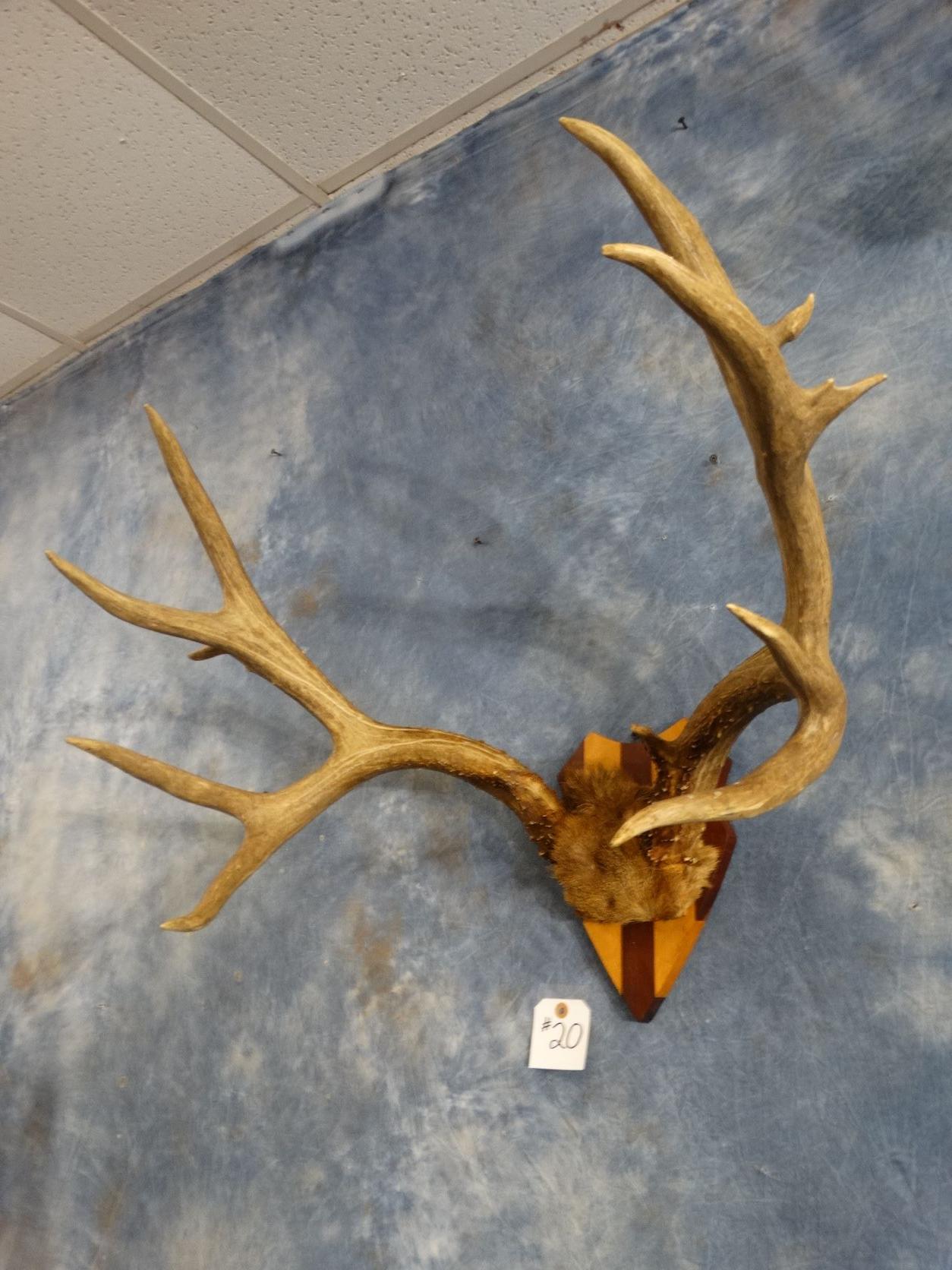 Large Mule Deer Rack on Plaque Taxidermy Antlers