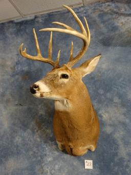 10 point Ilinois Whitetail Deer Shoulder Mount Taxidermy