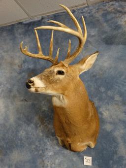 10 point Ilinois Whitetail Deer Shoulder Mount Taxidermy