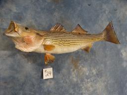 24" Real Skin  Hybrid Striped Bass Fish Mount Taxidermy