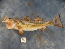 24" Real Skin  Hybrid Striped Bass Fish Mount Taxidermy