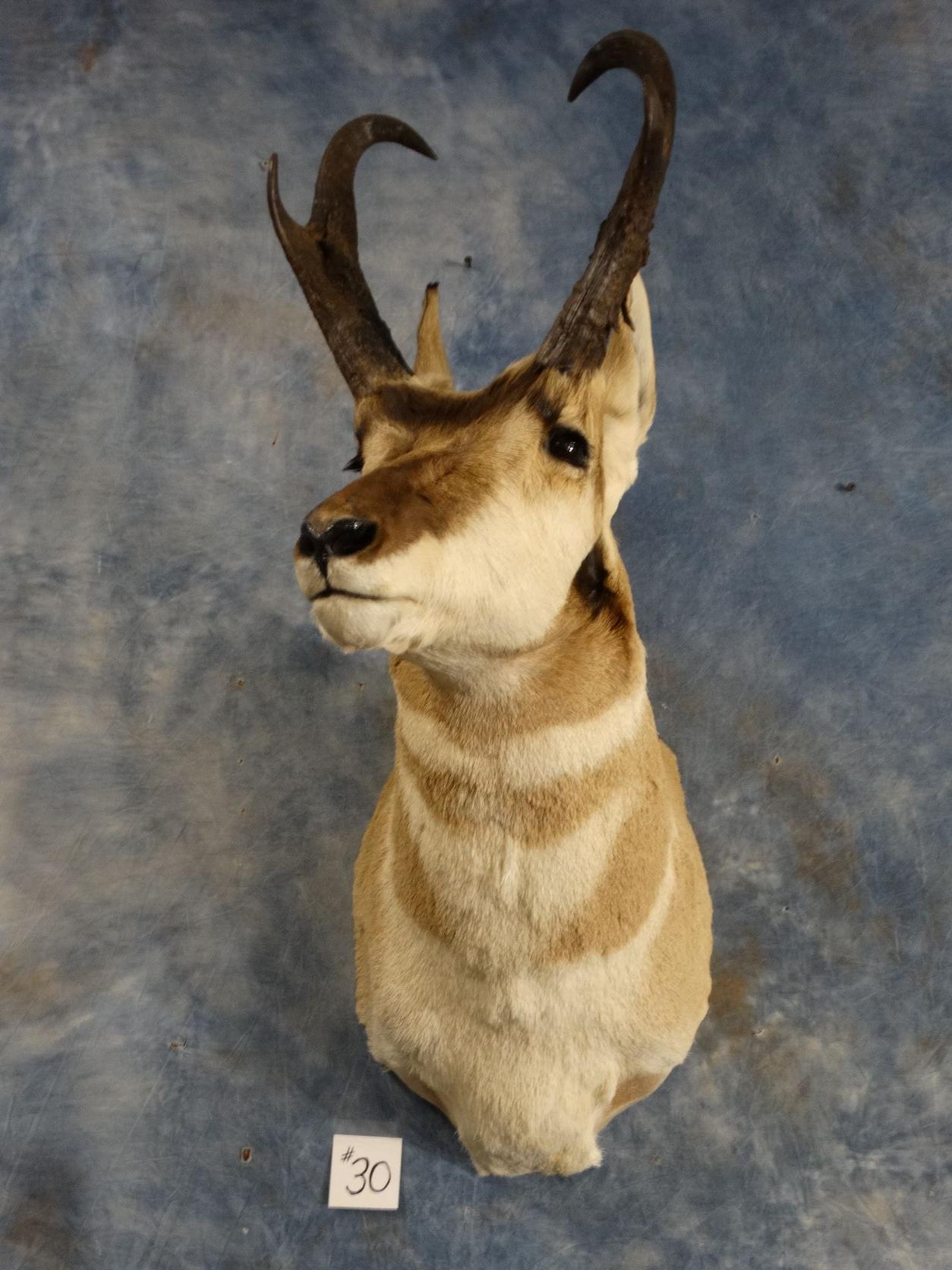 Pronghorn Antelope Shoulder Mount Taxidermy