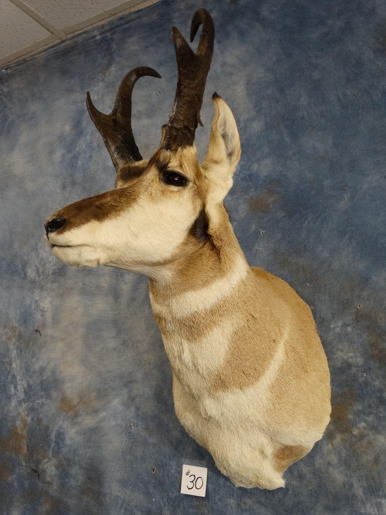 Pronghorn Antelope Shoulder Mount Taxidermy