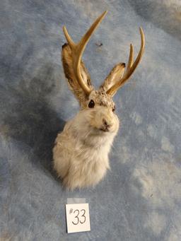 Jackalope Shoulder Mount Taxidermy