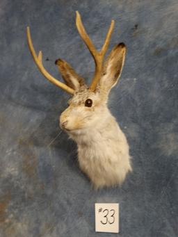 Jackalope Shoulder Mount Taxidermy